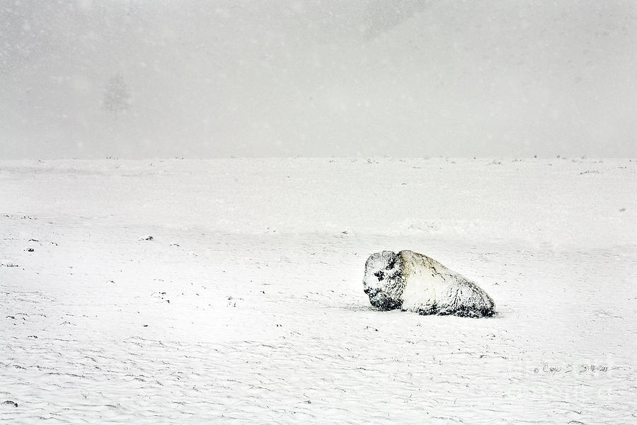 Snow Storm Buffalo Photograph by Craig J Satterlee