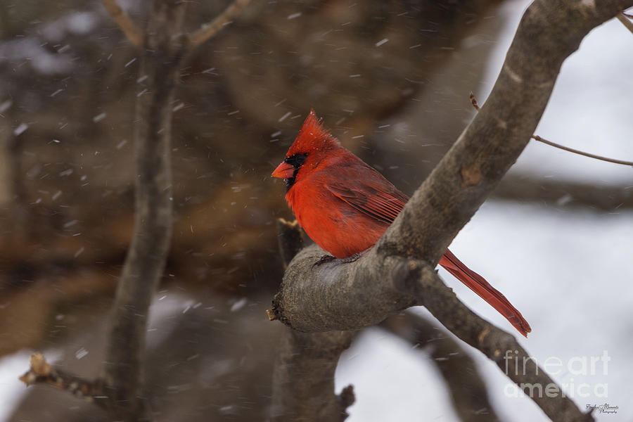Snow Storm Cardinal Photograph by Jennifer White