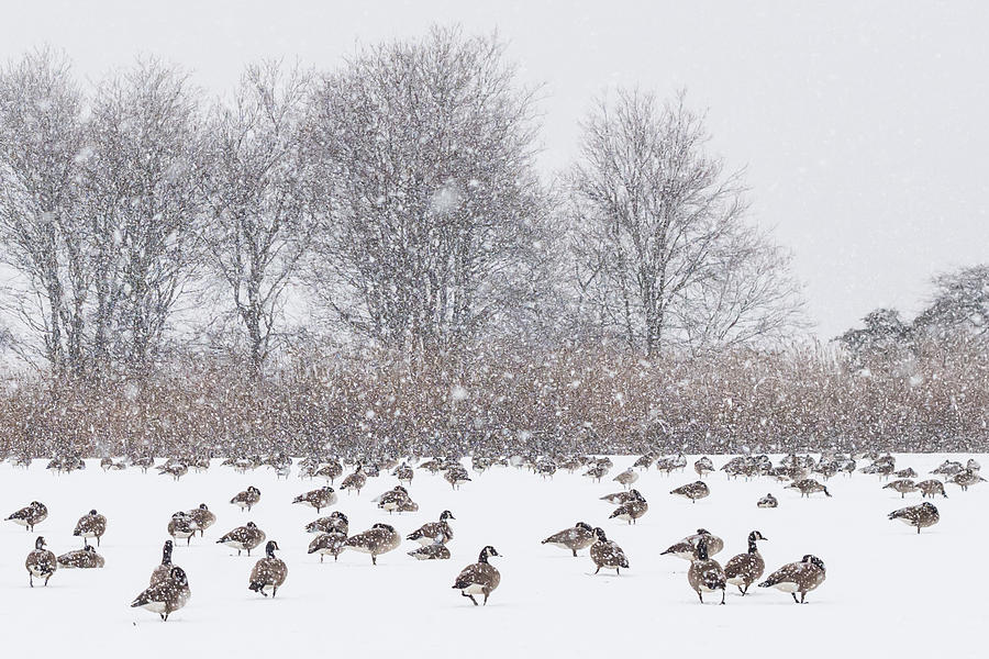 Snow Storm Geese Photograph by Terry DeLuco