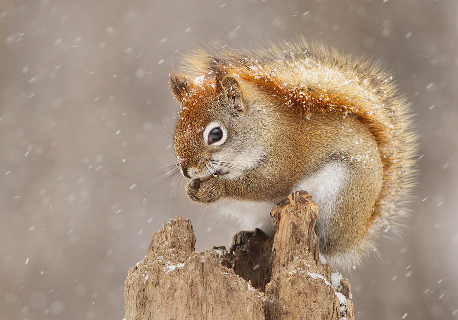 Snow Storm Photograph by Mircea Costina