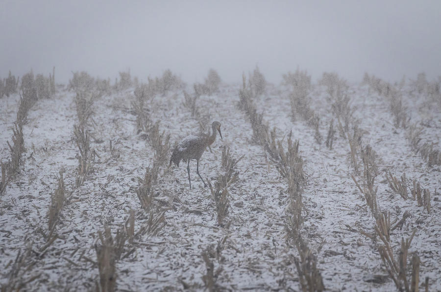 Snow Storm Sandhill Crane 2016-1 Photograph by Thomas Young