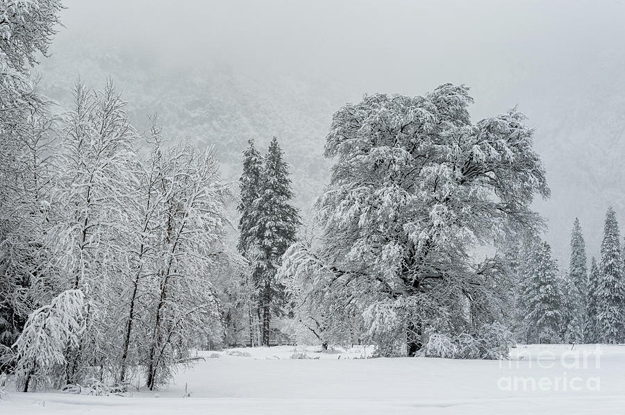 Yosemite National Park Photograph - Snow Storm Tree in Yosemite by Tibor Vari