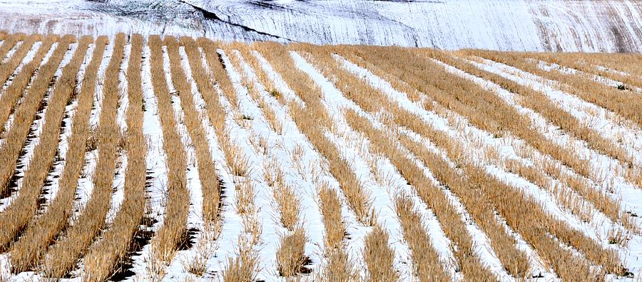 Snow Stubble 13960 Photograph by Jerry Sodorff