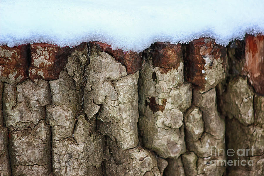 Snow Stump Photograph by Karen Adams