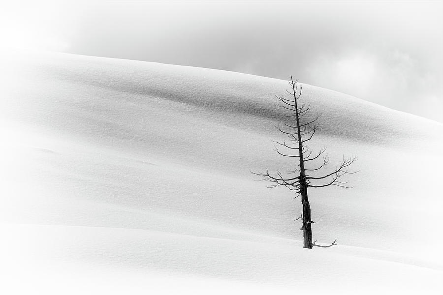 Mountain Photograph - Snow Surrounds Tree by Jim Thompson