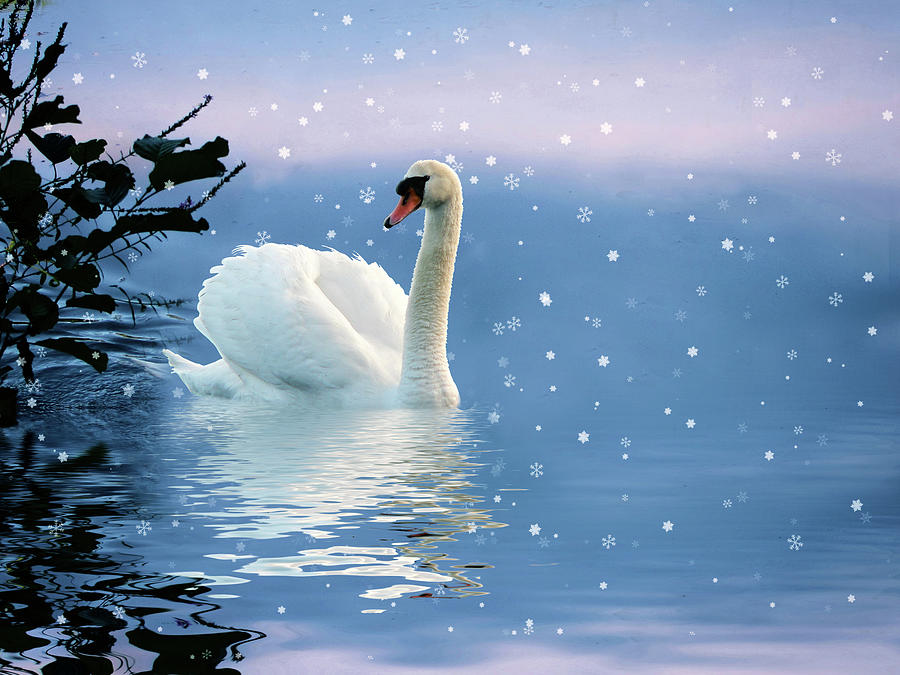 Snow Swan Swim Photograph by Jessica Jenney