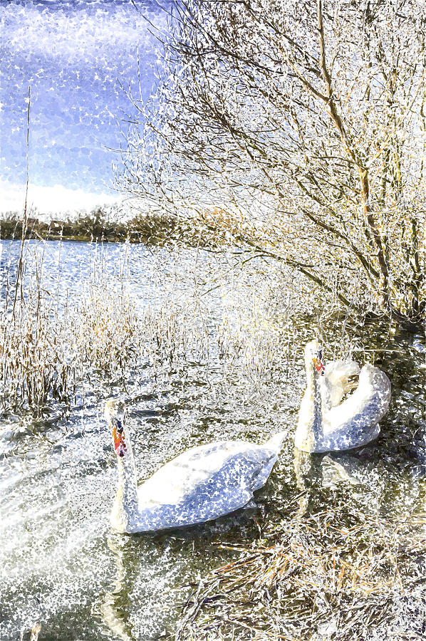 Swan Photograph - Snow Swans Art by David Pyatt