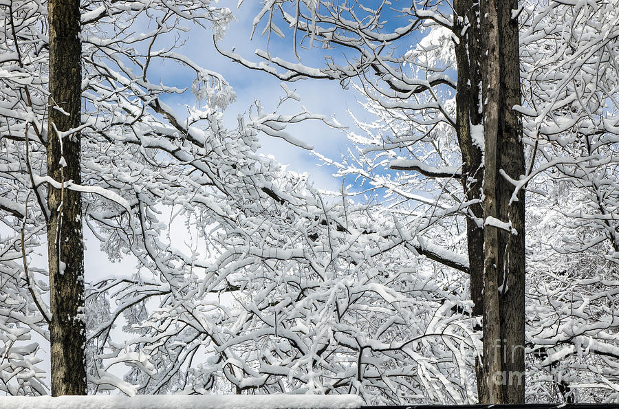 Snow Through The Trees Photograph