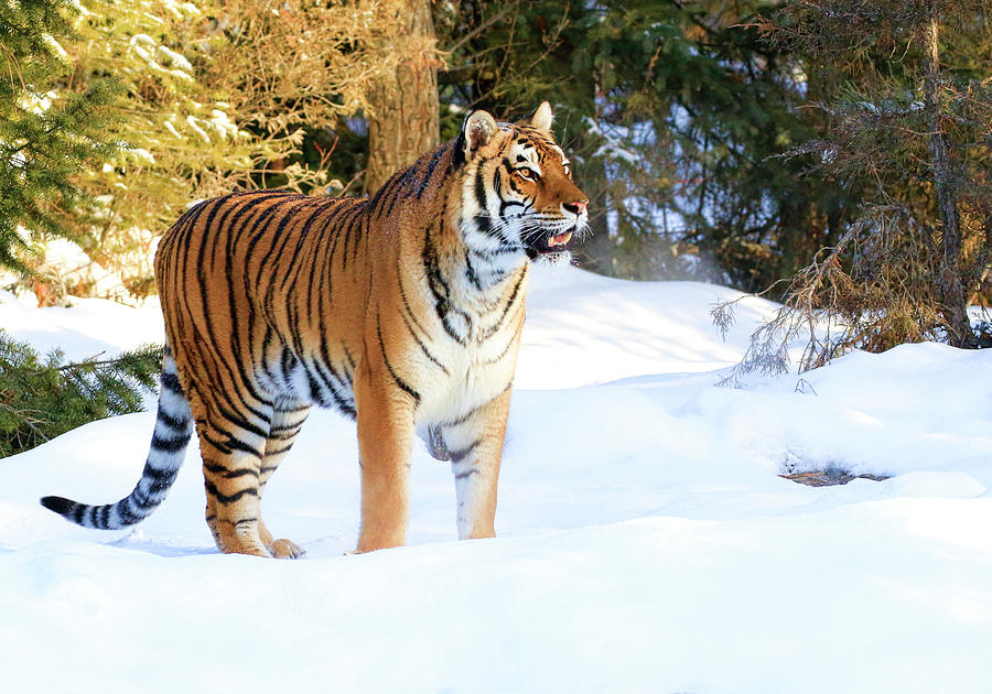 Snow Tiger Photograph by Steve McKinzie