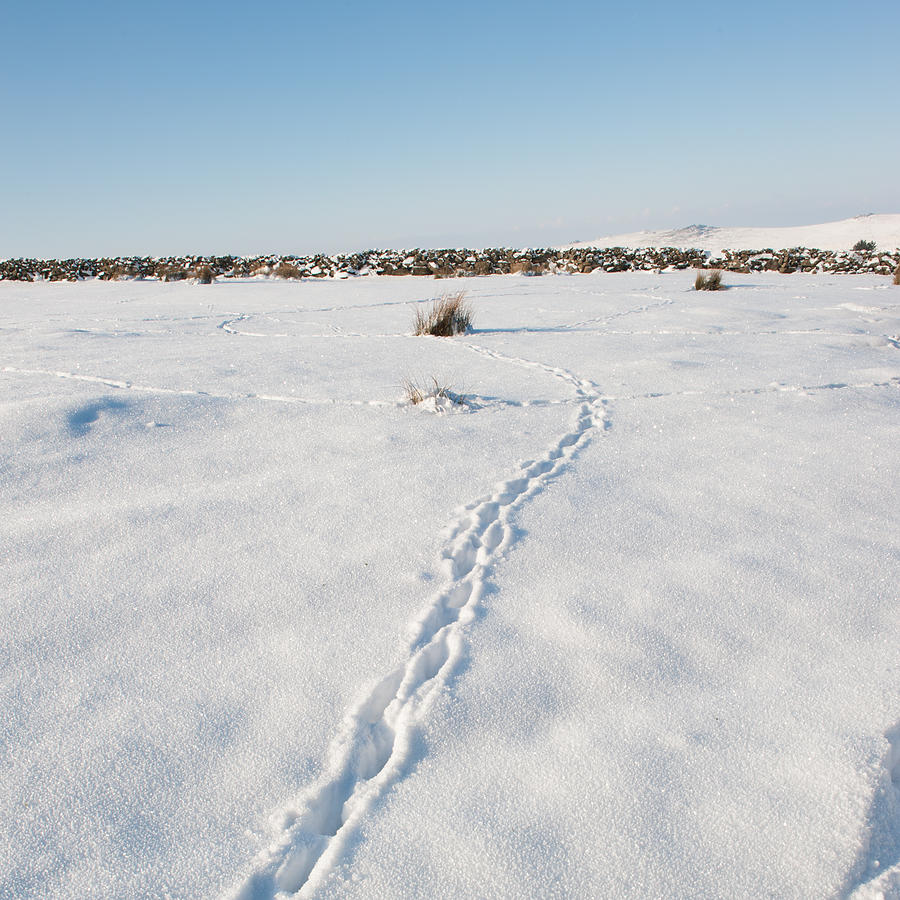 Snow Tracks Photograph by Helen Jackson
