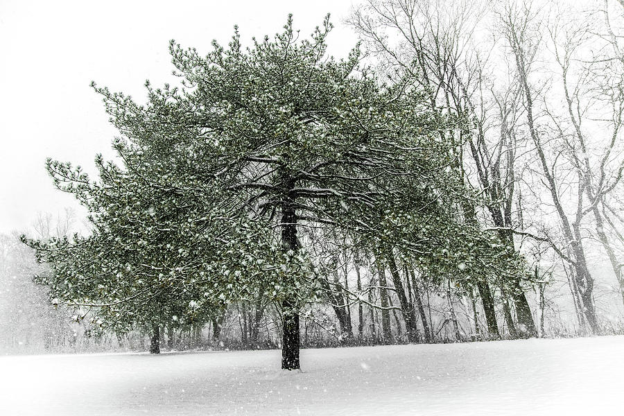 Snow Tree Along The Maumee River Photograph by Michael Arend