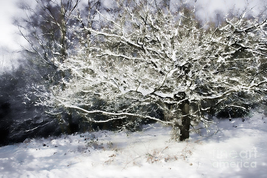 Winter Digital Art - Snow Tree by Ann Garrett