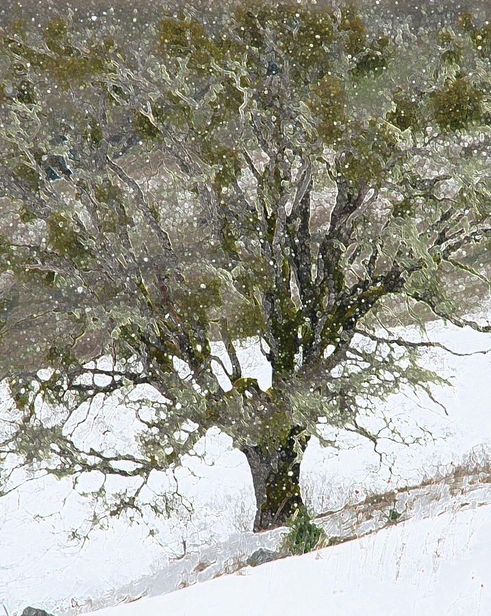 Snow Tree  Photograph by Carol Eliassen