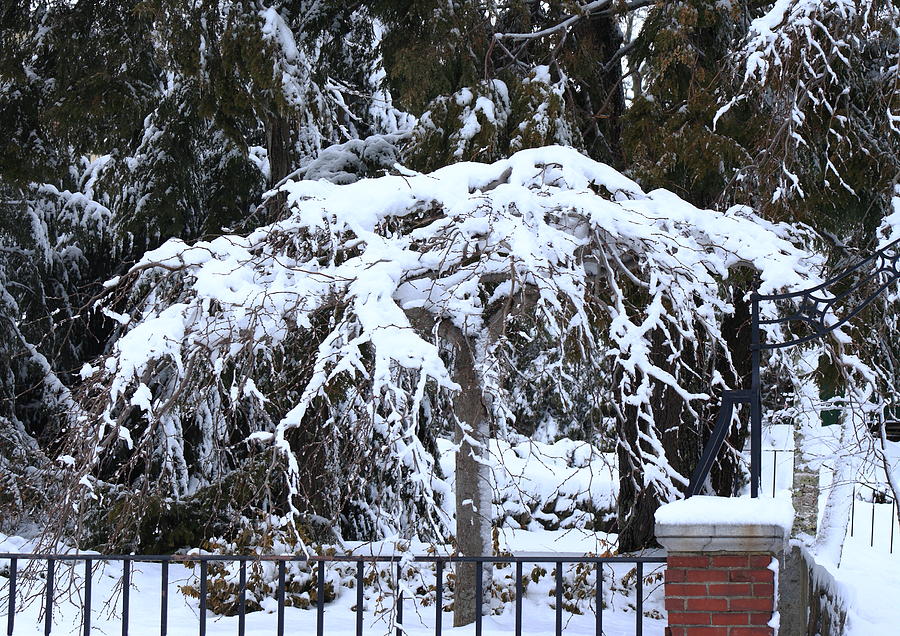 Snow Tree Photograph by Doug Mills