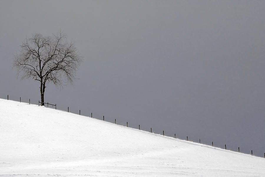 Snow Tree Photograph by Ken Barrett