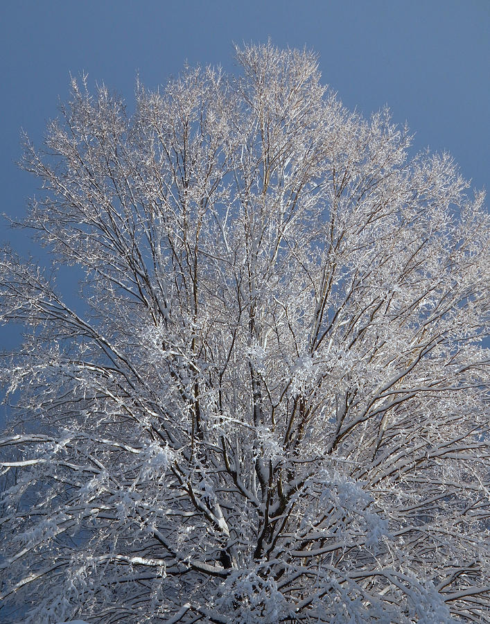 Snow Tree Photograph