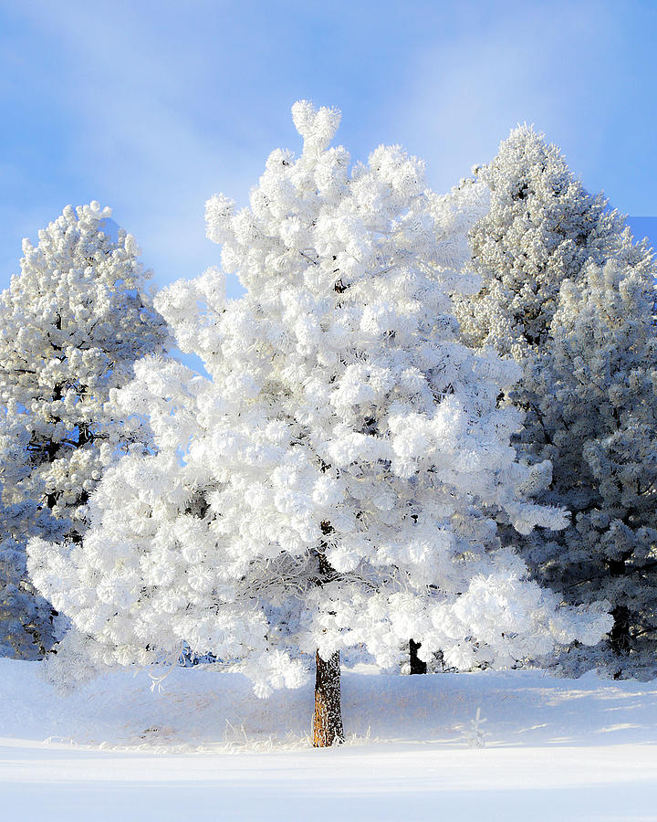 Winter Photograph - Snow Tree by Lowell Monke