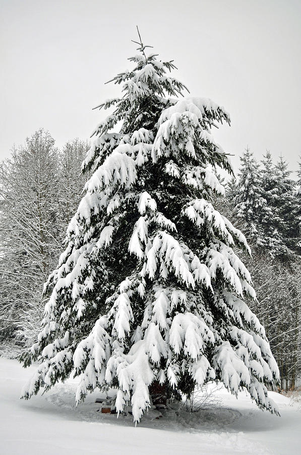 Snow Tree Photograph by Matthew Adair - Fine Art America