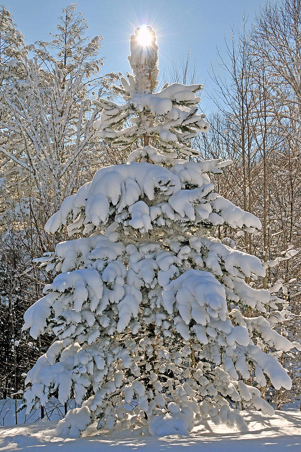 Snow Tree of Light Photograph by Alan Lenk