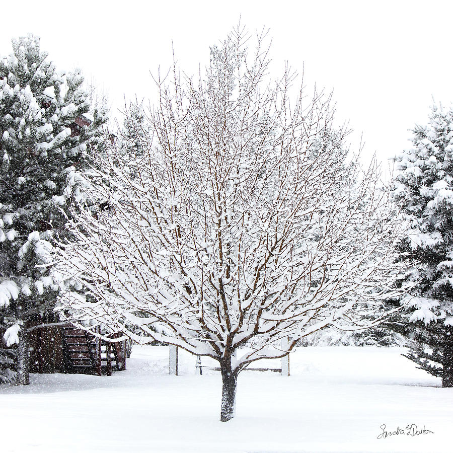 Snow Tree Photograph by Sandra Dalton