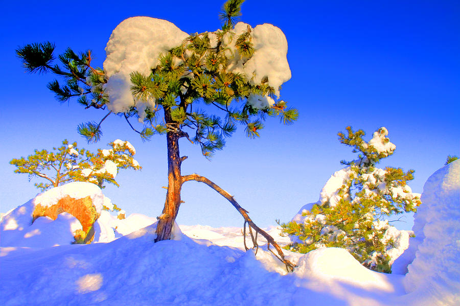 Snow Tree Photograph by Scott Mahon