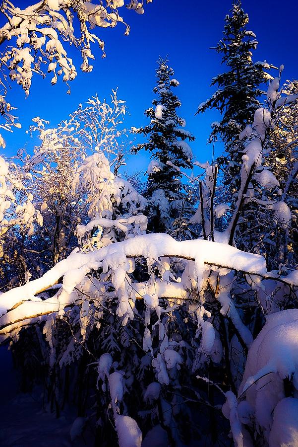 Snow Trees and Sky - Inuvik Photograph by Desmond Raymond