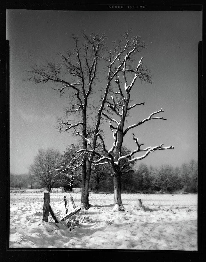 Snow Trees Photograph by Dirk Ercken