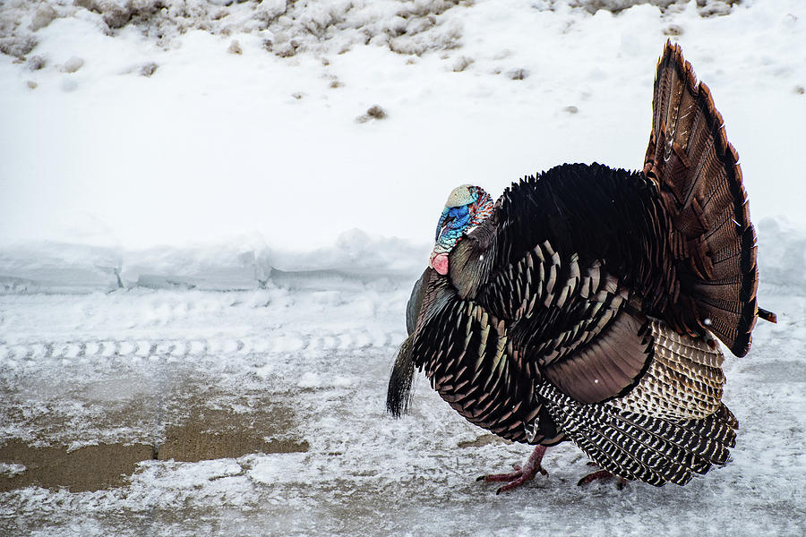 Wildlife Photograph - Snow Turkey by Randy Scherkenbach