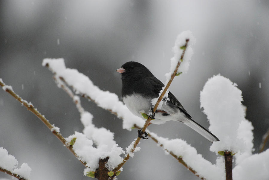 Feather Photograph - Snow Watcher by Lori Tambakis