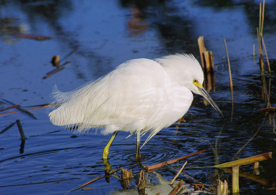 Snow White Egret In Water Photograph by Terry Walsh