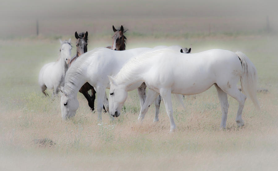 Snow White Horses Photograph by Athena Mckinzie