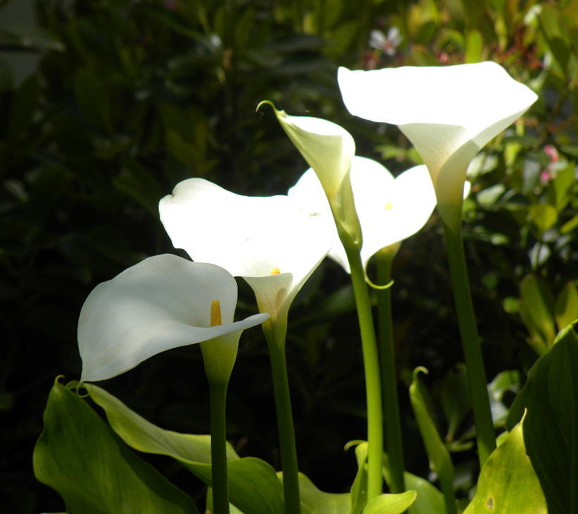 Snow White II Photograph By Fanny Diaz