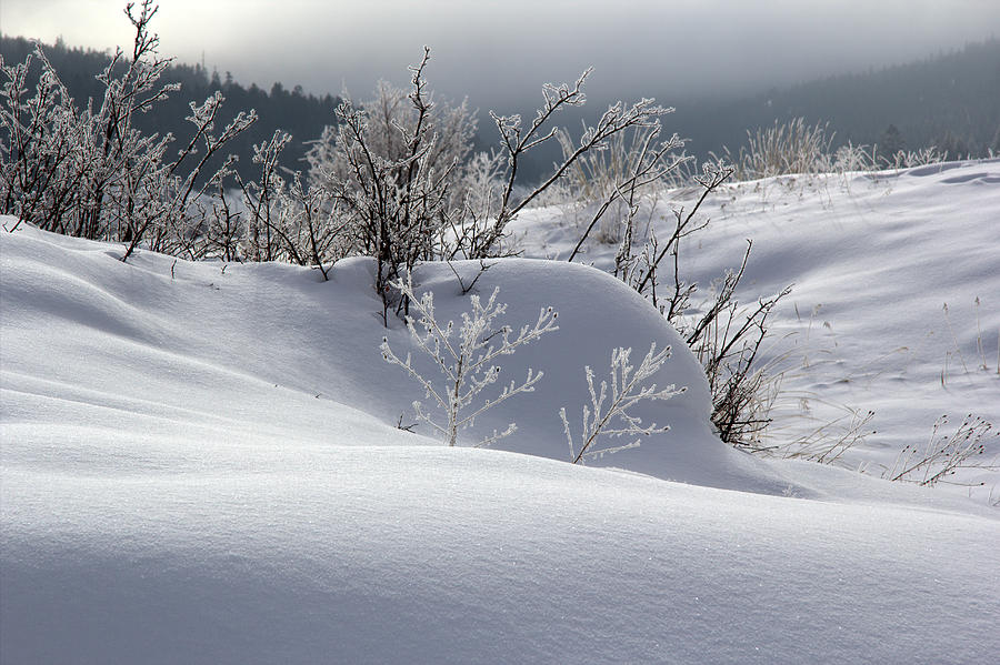 Winter Photograph - Snow White by Kathy Bassett