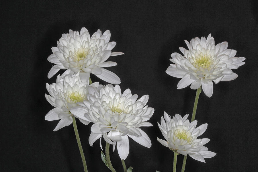 White Flowers Photograph - Snow White Mums by Joyce Corley