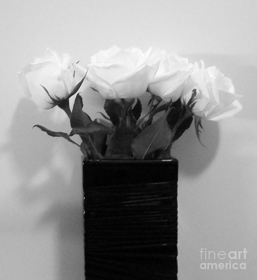 Snow White Roses Photograph by Marsha Heiken