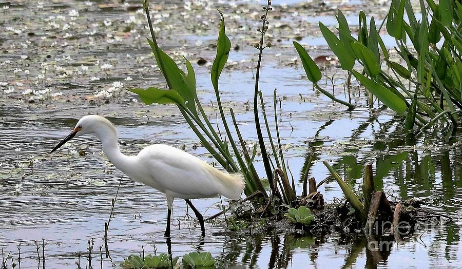 Snow White - Snowy Egret Photograph by Diann Fisher