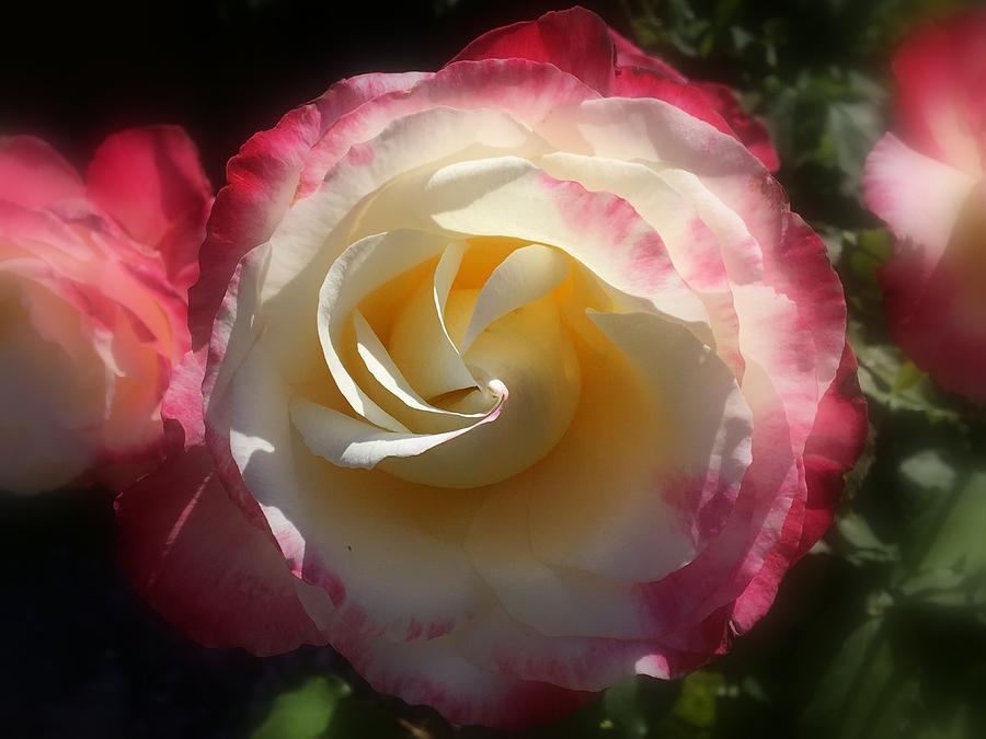 Yellow-White-Red Rose Photograph by Yuri Tomashevi