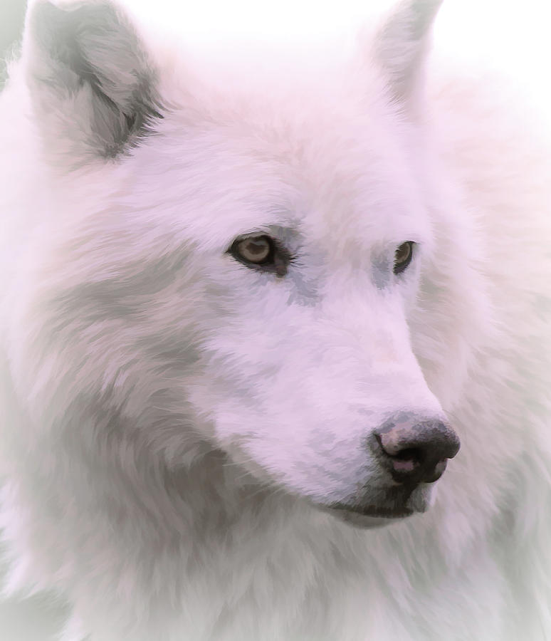 snow wolf dog