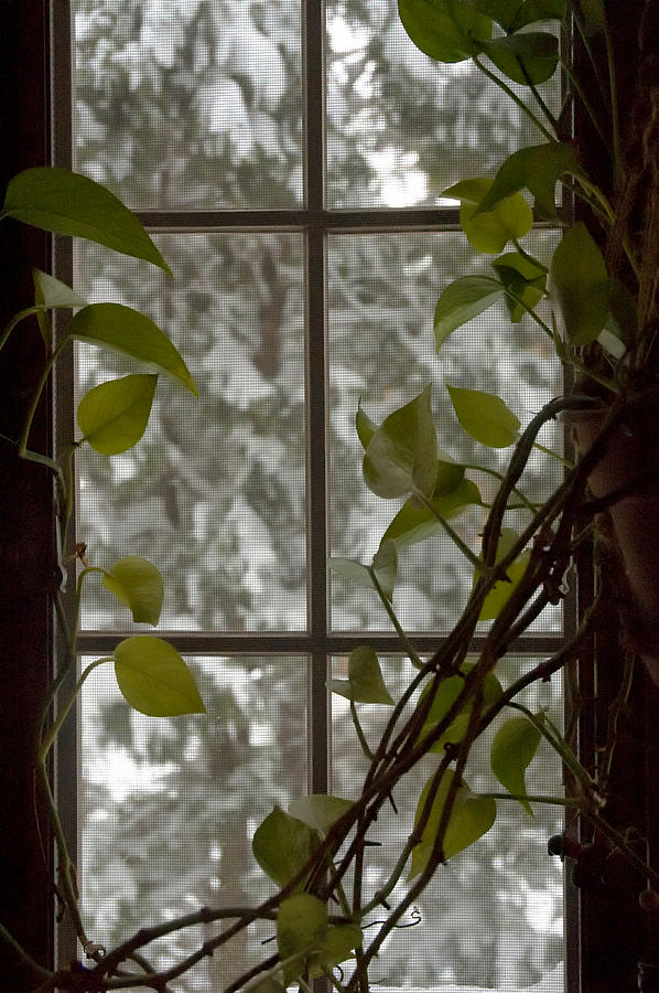 Snow Window Photograph by Ross Powell