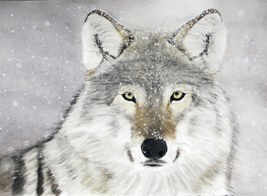 Snow Wolf Painting by Jodi Schneider - Fine Art America