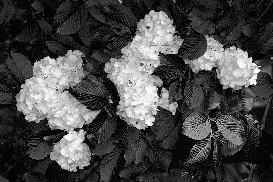 Black And White Photograph - Snowball Bush by Tom Mc Nemar