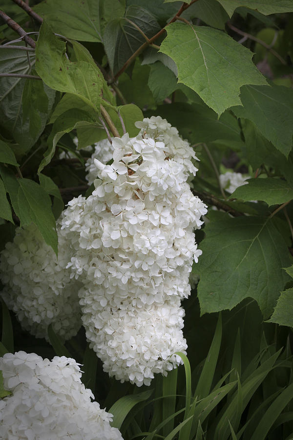 Flowers Still Life Photograph - Snowball by Christina Durity