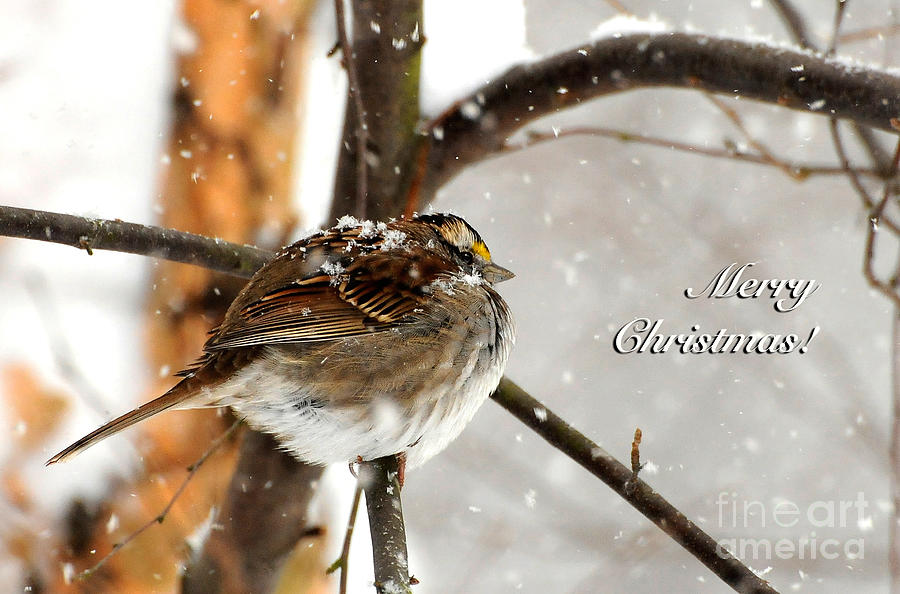 Snowball Christmas Card Photograph by Lois Bryan