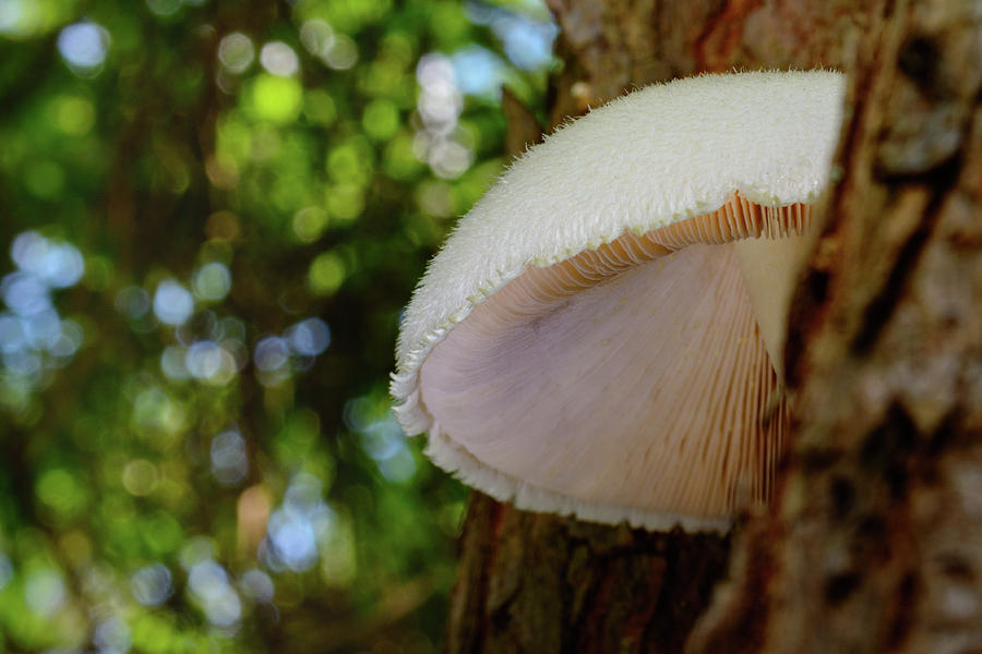 Snowball White - Silky Rosegill Mushroom Photograph