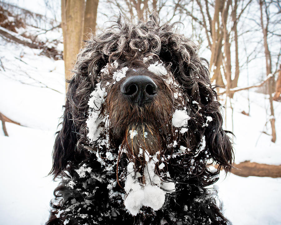 Snowbeast No 1 Photograph by Brian Carson