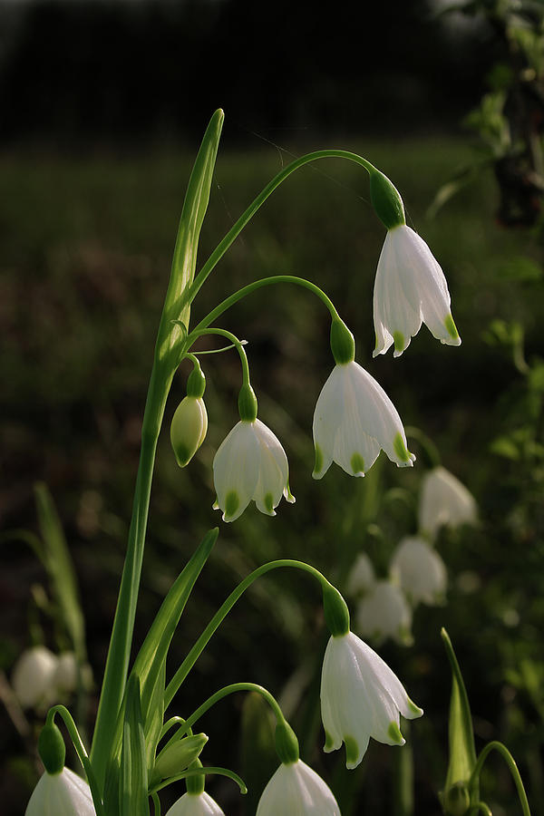 Nature Photograph - SnowBells by Grant Groberg