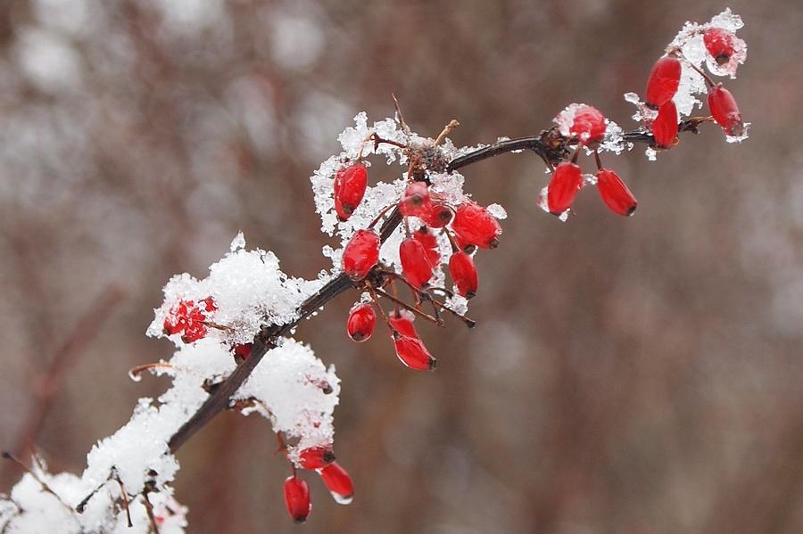 Winter Photograph - Snowberries by Fred Bonilla