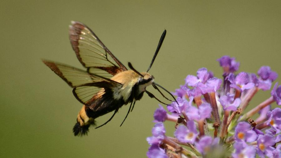 Snowberry Clearwing Moth Photograph by David Irwin