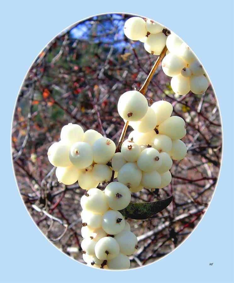 Snowberry Cluster Photograph by Will Borden