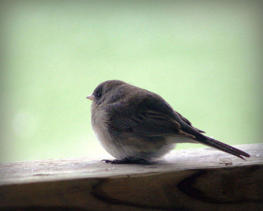 Snowbird Photograph by Cricket Hackmann